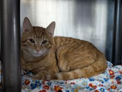 Shelter Stray Male Cat last seen Apt 31,2035 7th Avenue, NEW YORK, NY, 10027, 326 E 110th St, New York, NY 10029, USA