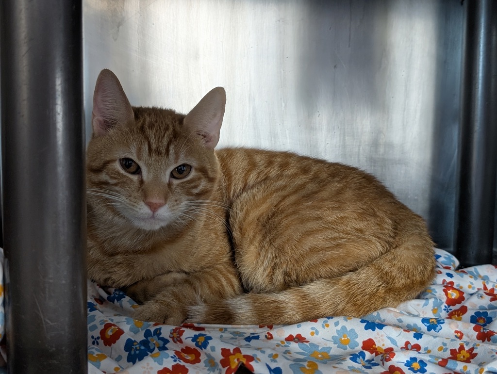 Shelter Stray Male Cat last seen Apt 31,2035 7th Avenue, NEW YORK, NY, 10027, 326 E 110th St, New York, NY 10029, USA