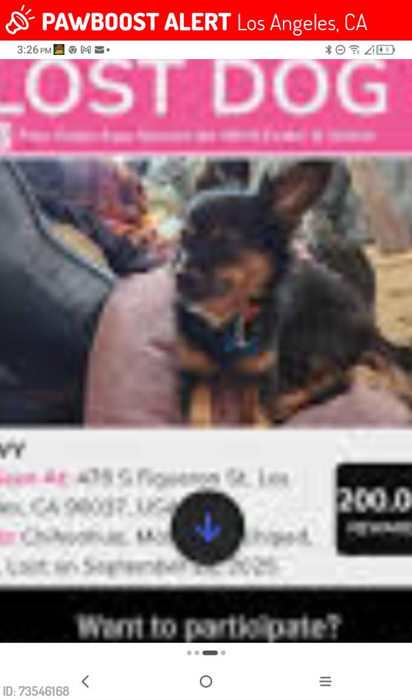 Lost Male Dog last seen Figaroura and 47, Los Angeles, CA 90037