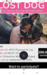 Lost Male Dog last seen Figaroura and 47, Los Angeles, CA 90037