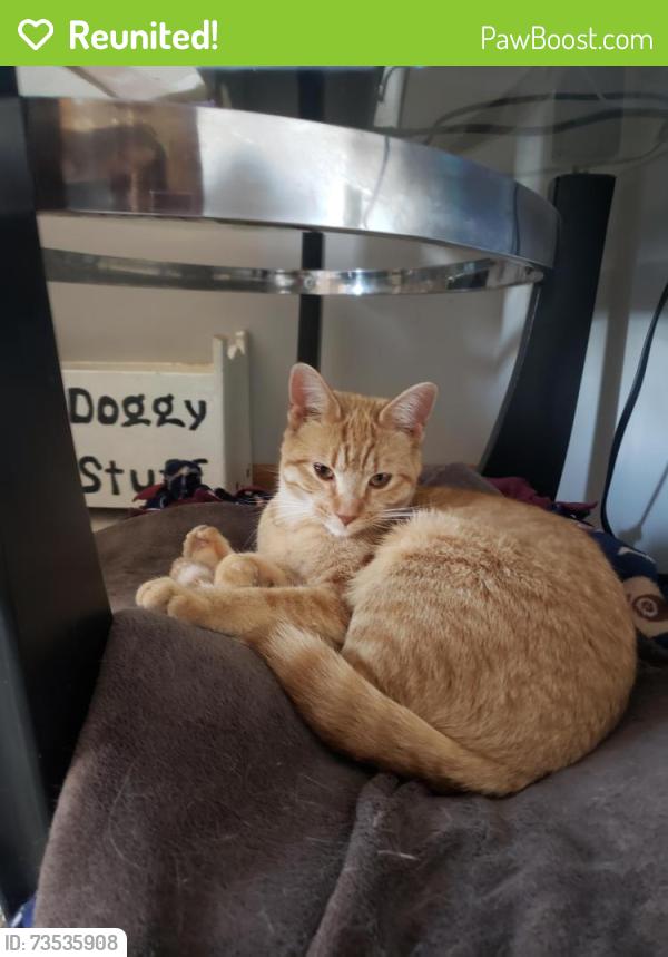 Reunited Female Cat last seen Near W Andrew Ave, Channahon, IL 60410
