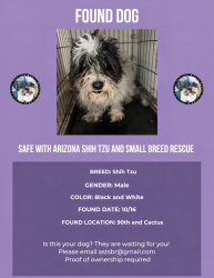 Found/Stray Male Dog last seen 90th and cactus, Scottsdale, AZ 85258