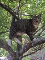Reunited Male Cat last seen Honey Dew Dr- Shoal creek, Canton, GA 30114