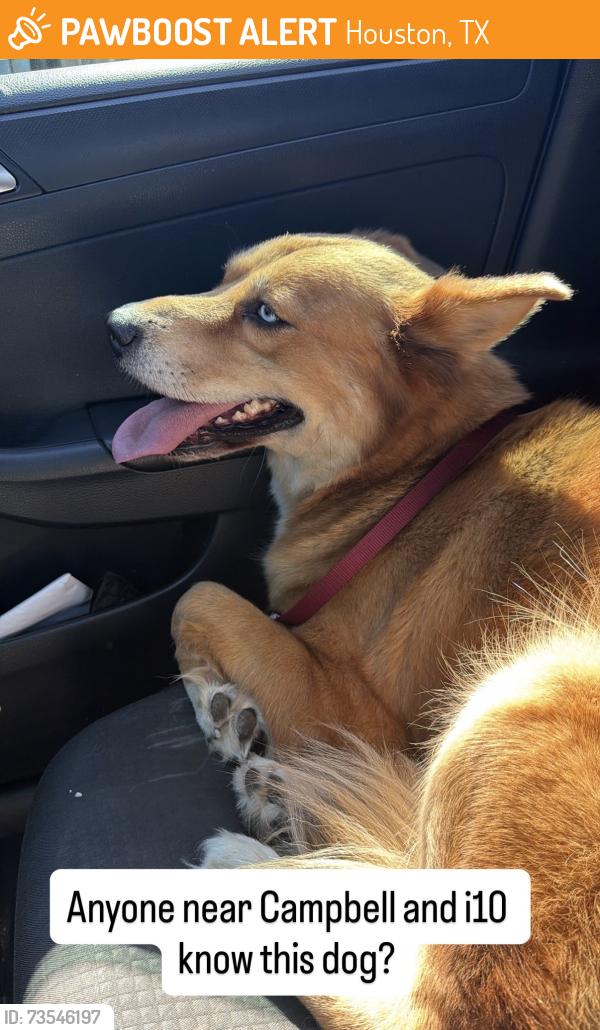 Found/Stray Unknown Dog last seen Near katy freeway, Houston, TX 77024