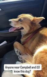Found/Stray Unknown Dog last seen Near katy freeway, Houston, TX 77024