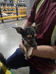 Found/Stray Male Dog last seen Seneca police department, Seneca, SC 29678