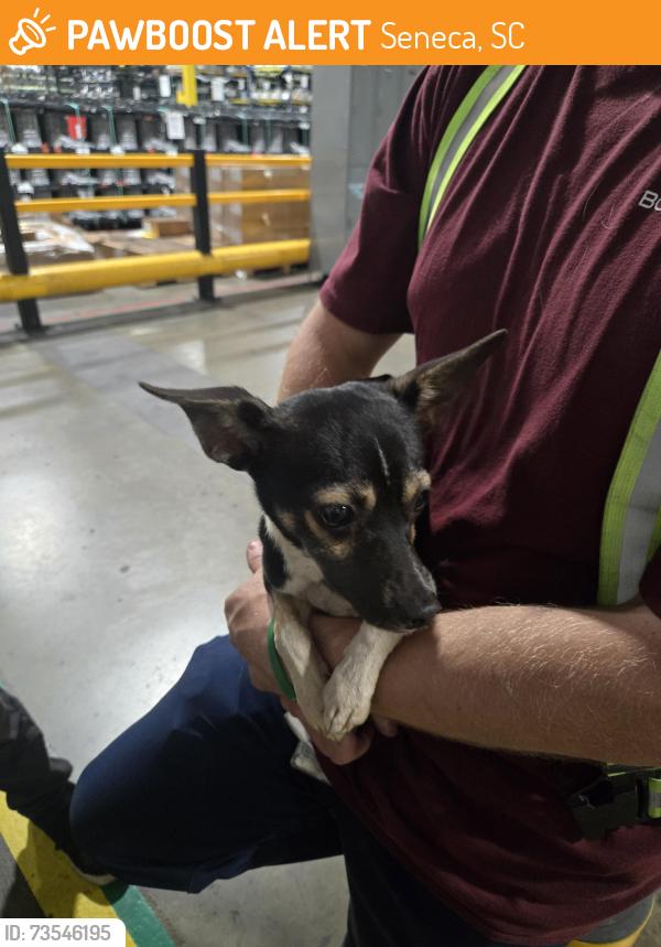 Found/Stray Male Dog last seen Seneca police department, Seneca, SC 29678