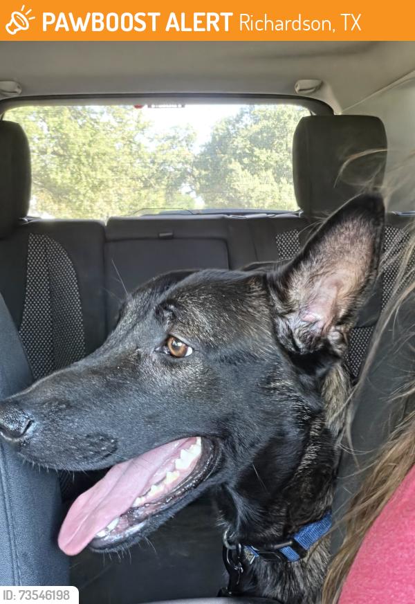 Found/Stray Female Dog last seen Belt line and coit rd, Richardson, TX 75080