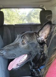 Found/Stray Female Dog last seen Belt line and coit rd, Richardson, TX 75080