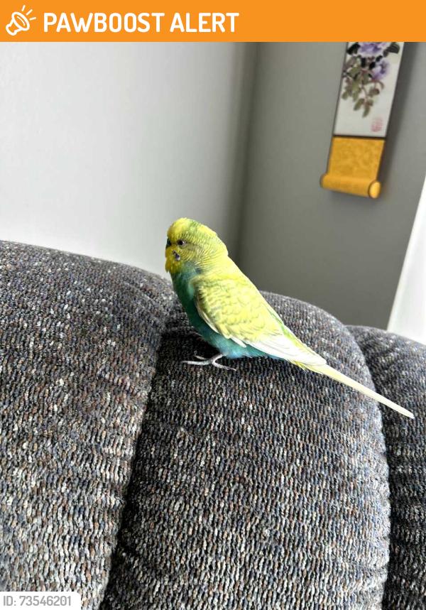 Found/Stray Male Bird last seen Washtenaw and Packard, Plymouth Township, MI 48170