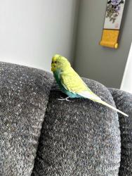 Found/Stray Male Bird last seen Washtenaw and Packard, Plymouth Township, MI 48170