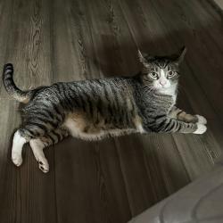 Shelter Stray Male Cat last seen , 244 Georgetown Rd, Jacksonville, NC 28540, USA