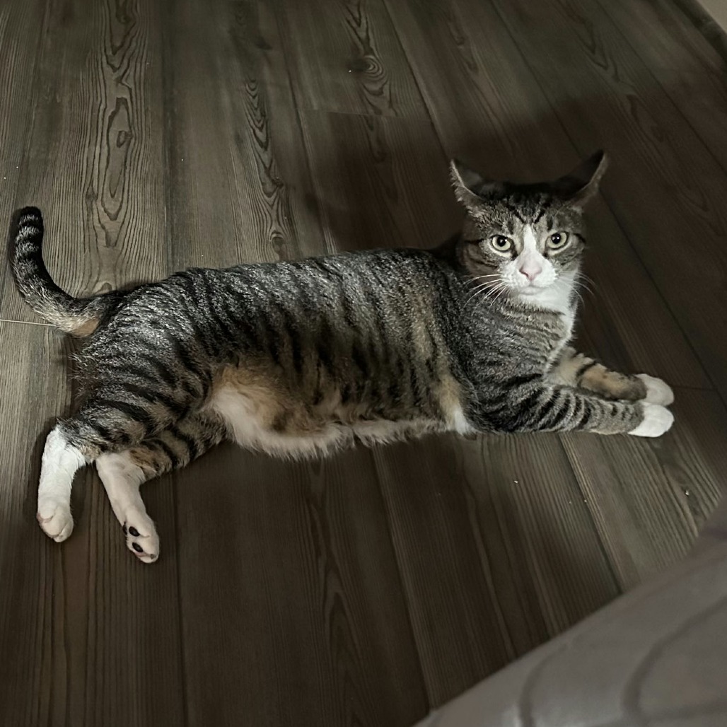 Shelter Stray Male Cat last seen , 244 Georgetown Rd, Jacksonville, NC 28540, USA
