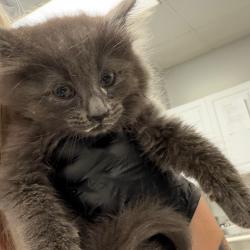 Shelter Stray Male Cat last seen , 328 Furman Hall Rd, Greenville, SC 29609, USA