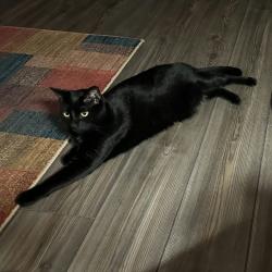 Shelter Stray Male Cat last seen , 244 Georgetown Rd, Jacksonville, NC 28540, USA