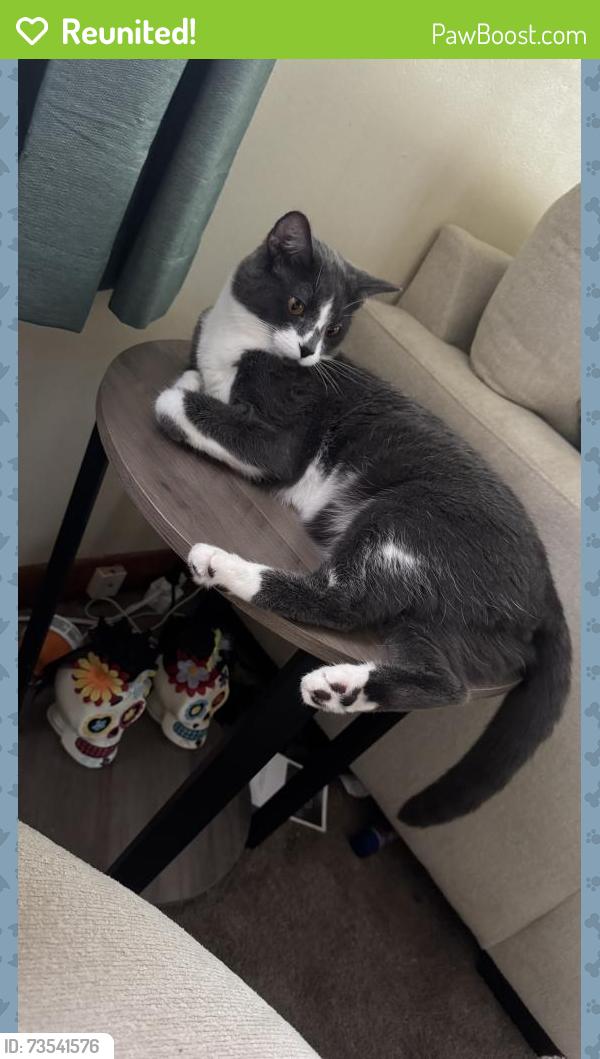 Reunited Male Cat last seen 19th and Bertman, Springfield, IL 62703