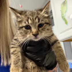 Shelter Stray Female Cat last seen , 328 Furman Hall Rd, Greenville, SC 29609, USA