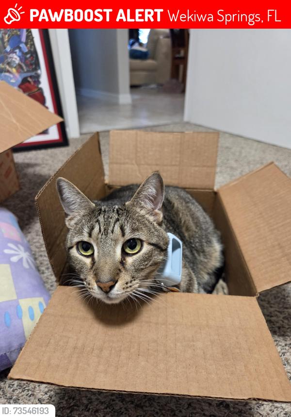 Lost Male Cat last seen Duncan Trail and Regis Ct, Wekiwa Springs, FL 32779