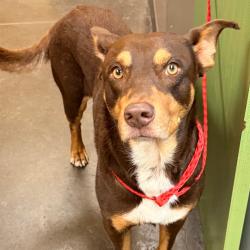Shelter Stray Male Dog last seen , 3428 S Jenkins Ave, Norman, OK 73072, USA