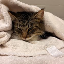 Shelter Stray Female Cat last seen , 54687 Co Rd 19, Bristol, IN 46507, USA