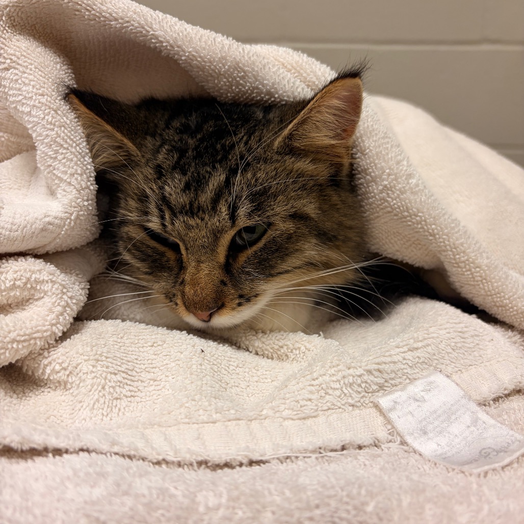 Shelter Stray Female Cat last seen , 54687 Co Rd 19, Bristol, IN 46507, USA