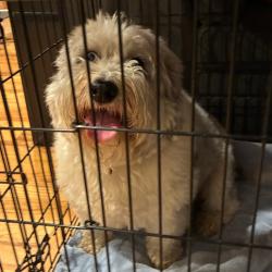 Shelter Stray Female Dog last seen , 2608 Center St, Tacoma, WA 98409, USA