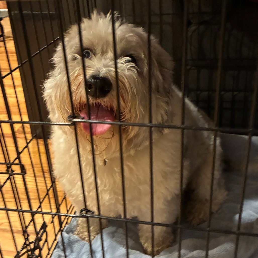 Shelter Stray Female Dog last seen , 2608 Center St, Tacoma, WA 98409, USA