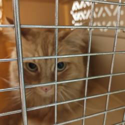 Shelter Stray Male Cat last seen , Animal Care & Control Team of Philly, 111 W Hunting Park Ave, Philadelphia, PA 19140, USA