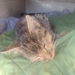 Shelter Stray Female Cat last seen , 980 Guilford College Rd, Greensboro, NC 27409, USA
