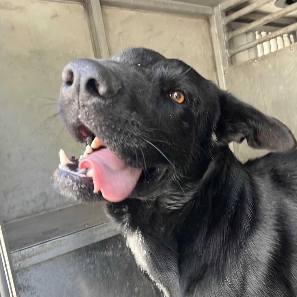 Shelter Stray Male Dog last seen , 2451 N Expressway 281, Edinburg, TX 78541, USA