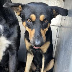 Shelter Stray Male Dog last seen , 2451 N Expressway 281, Edinburg, TX 78541, USA