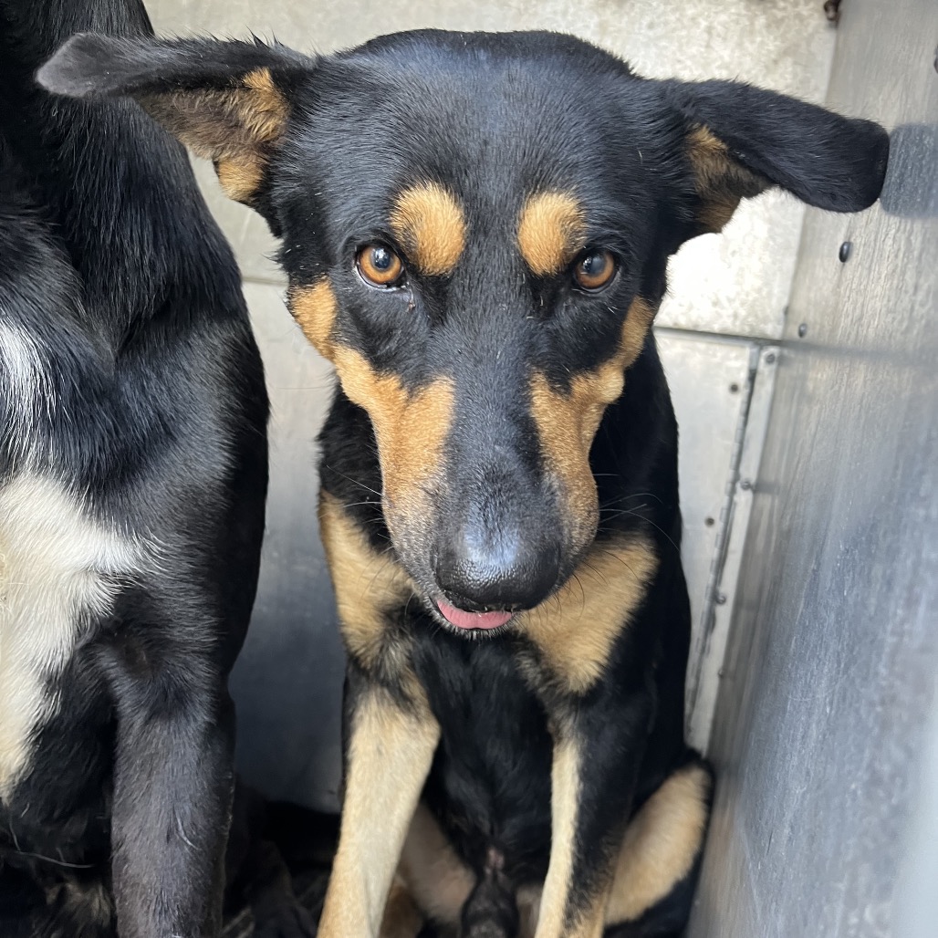 Shelter Stray Male Dog last seen , 2451 N Expressway 281, Edinburg, TX 78541, USA