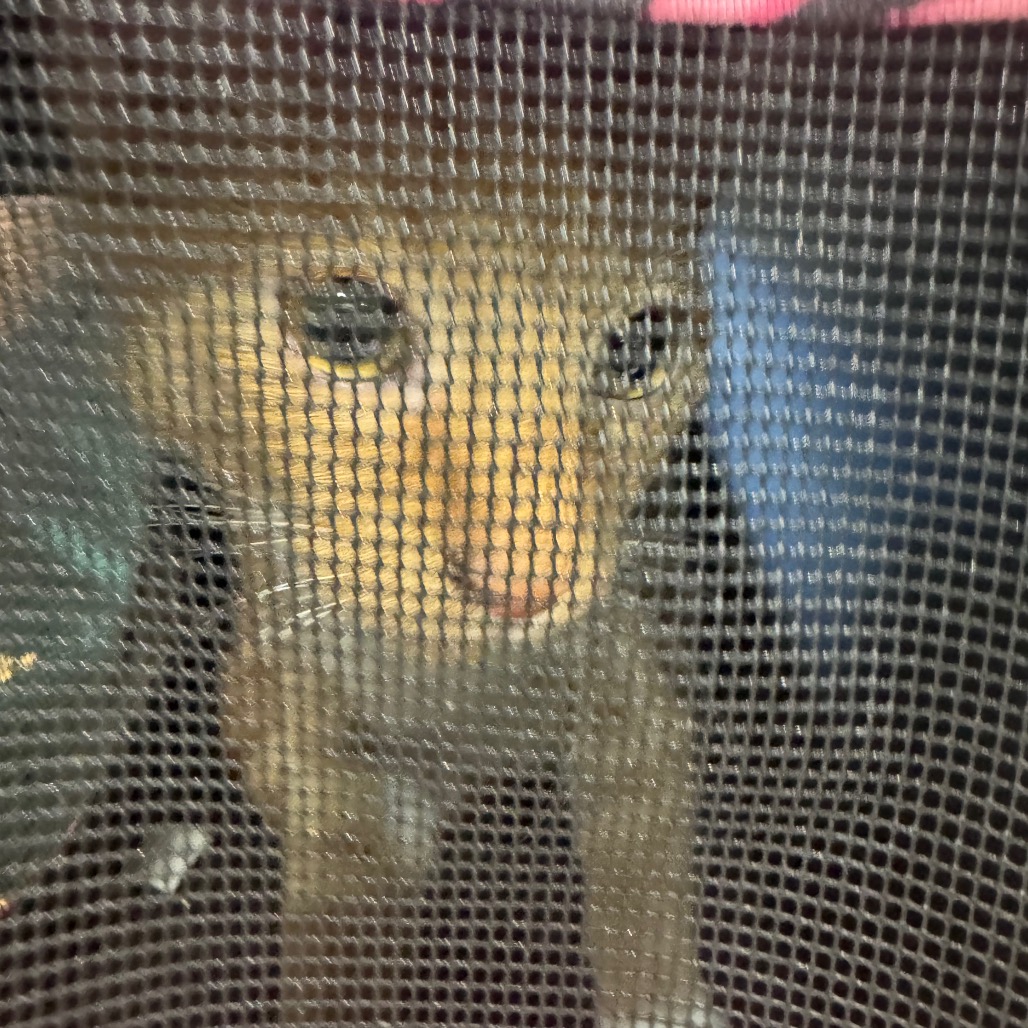 Shelter Stray Male Cat last seen , 5570 Sturmer Park Cir, Winston-Salem, NC 27105, USA