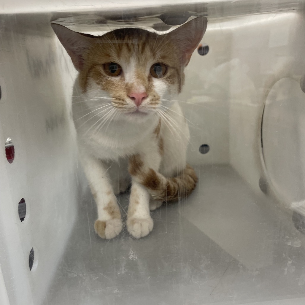 Shelter Stray Male Cat last seen , 4900 Milgen Rd, Columbus, GA 31907, USA