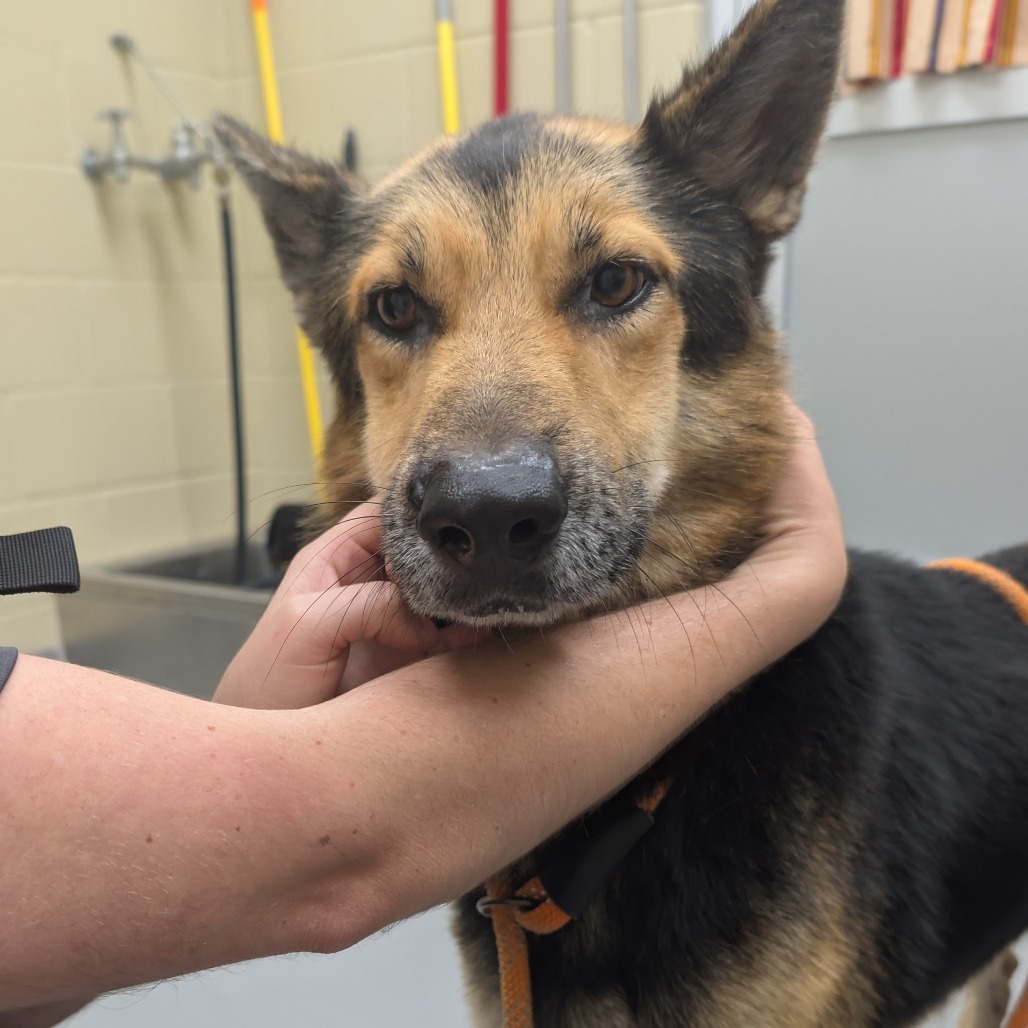 Shelter Stray Male Dog last seen , 4900 Milgen Rd, Columbus, GA 31907, USA