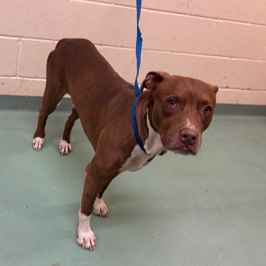 Shelter Stray Male Dog last seen , 2350 Appling City Cove, Memphis, TN 38133, USA