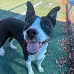 Shelter Stray Female Dog last seen , 2350 Appling City Cove, Memphis, TN 38133, USA