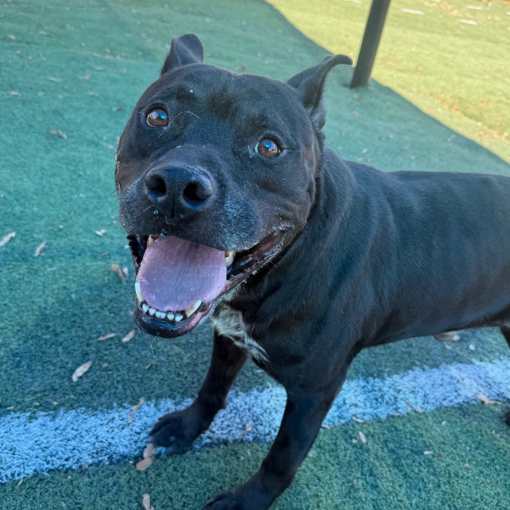 Shelter Stray Male Dog last seen , 2350 Appling City Cove, Memphis, TN 38133, USA