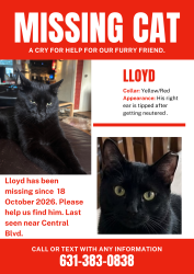 Lost Male Cat last seen Prospect Pl Bayshore, North Bay Shore, NY 11706