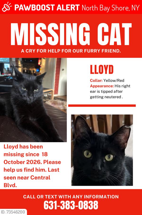 Lost Male Cat last seen Prospect Pl Bayshore, North Bay Shore, NY 11706