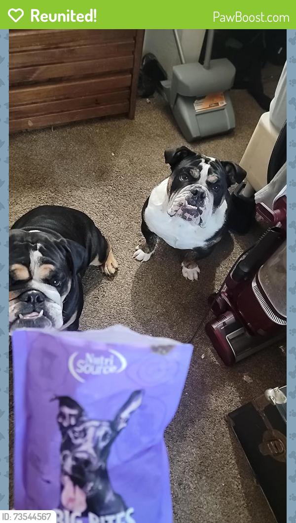 Reunited Unknown Dog last seen MacArthur, Tracy, CA 95376
