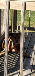 Found/Stray Male Dog last seen Smock Golf course, Indianapolis, IN 46237