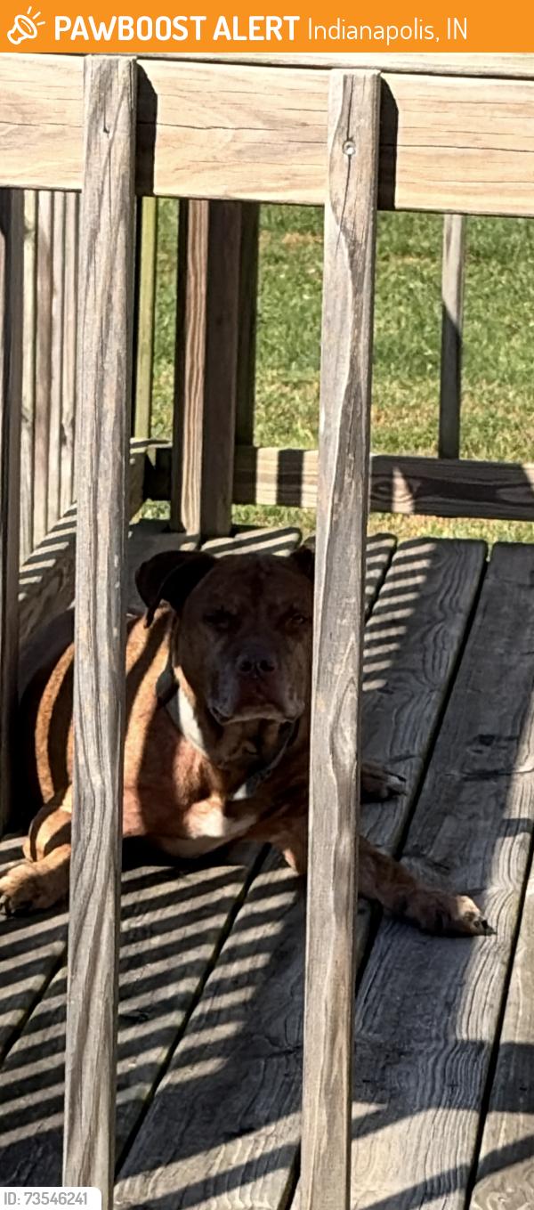 Found/Stray Male Dog last seen Smock Golf course, Indianapolis, IN 46237