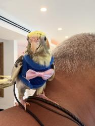 Lost Male Bird last seen Near street and 127th ave in calusa neighborhood, Miami, FL 33186
