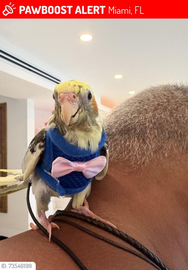 Lost Male Bird last seen Near street and 127th ave in calusa neighborhood, Miami, FL 33186