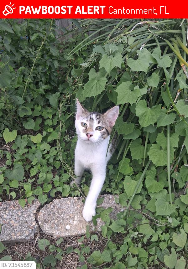 Lost Male Cat last seen Hanley Downs Dr., Cantonment, Cantonment, FL 32533