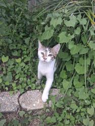Lost Male Cat last seen Hanley Downs Dr., Cantonment, Cantonment, FL 32533
