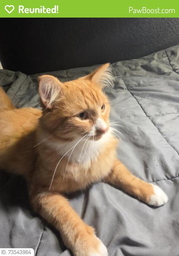 Reunited Male Cat last seen Townsendia, Moreno Valley, CA 92557