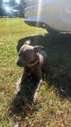 Found/Stray Male Dog last seen Neighborhood Walmart CLS plasma over by green street, Warner Robins, GA 31093
