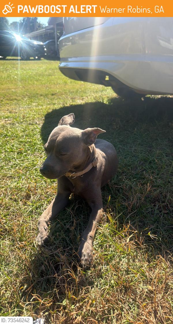 Found/Stray Male Dog last seen Neighborhood Walmart CLS plasma over by green street, Warner Robins, GA 31093